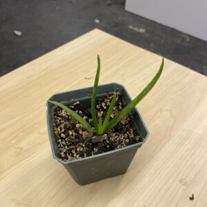 Baby Aloe Plants!