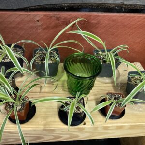 Spider Plants